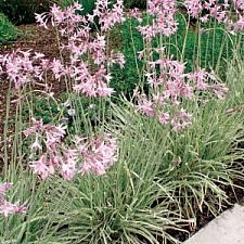 TULBAGHIA violacea 'Silver Lace', Variegated Society Garlic
