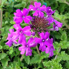 VERBENA canadensis 'Homestead Purple', Rose or Clump Verbena; Rose or Creeping Vervain