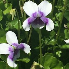 VIOLA hederacea, Ivy Leaf Violet, Australian Violet