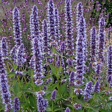 AGASTACHE 'Blue Fortune', Anise Hyssop