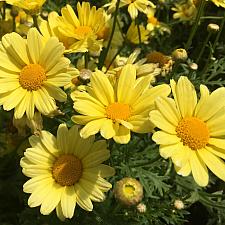 ARGYRANTHEMUM frutescens 'Beauty Yellow', Marguerite Daisy