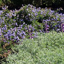 CEANOTHUS hearstiorum, Hearst's California Lilac