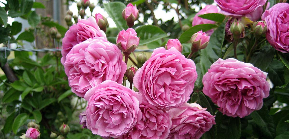 Rosa emerisa gardens