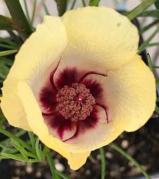 ALYOGYNE hakeifolia 'Yellow', Australian Hibiscus, Native Hibiscus