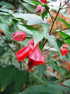 ABUTILON x hybridum 'Dwarf Red', Flowering Maple, Chinese Lantern