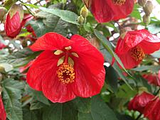 ABUTILON 'Lucky Lantern Red', Dwarf Flowering Maple, Chinese Lantern