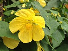 ABUTILON 'Lucky Lantern Yellow', Dwarf Flowering Maple, Chinese Lantern