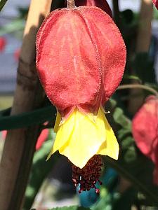 ABUTILON 'Teardrop', Flowering Maple, Chinese Lantern