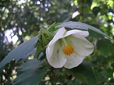 ABUTILON x hybridum 'White', Flowering Maple, Chinese Lantern
