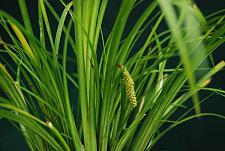 ACORUS gramineus 'Licorice', Japanese Sweet Flag, Grassy Sweet Flag