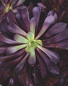 AEONIUM hybrid 'Zwartkop', Black Rose