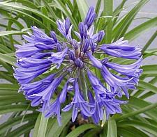 AGAPANTHUS 'New Blue' (syn. A. africanus 'New Blue'), Lily-of-the-Nile