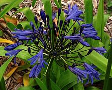 AGAPANTHUS 'Storm Cloud', Lily-of-the-Nile