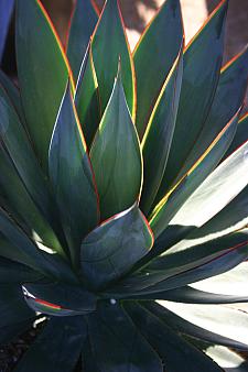 AGAVE 'Blue Glow', Agave