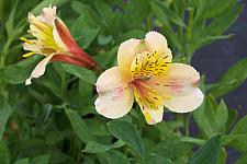 ALSTROEMERIA 'Creamsicle', Peruvian Lily, Butterfly Lily