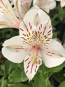 ALSTROEMERIA 'Florist White', Peruvian Lily