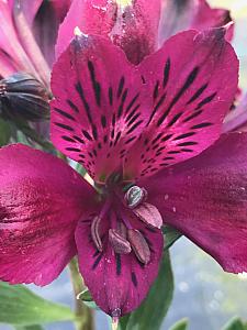 ALSTROEMERIA 'Inticancha Dark Purple', Peruvian Lily
