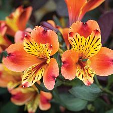 ALSTROEMERIA 'Inticancha Indian Summer', Peruvian Lily