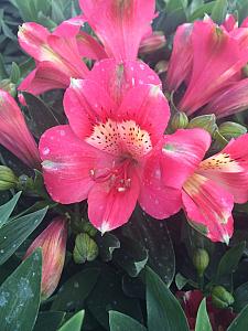ALSTROEMERIA 'Inticancha Kanika', Peruvian Lily