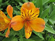 ALSTROEMERIA 'Marmalade', Peruvian Lily, Butterfly Lily