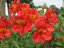 ALSTROEMERIA 'Red Sensation', Peruvian Lily