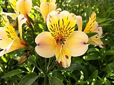 ALSTROEMERIA 'Roy's Yellow', Peruvian Lily