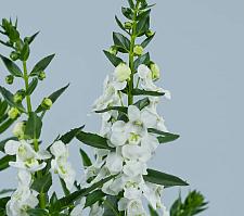 ANGELONIA angustifolia Alonia 'Big Snow', Summer Snapdragon