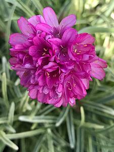 ARMERIA maritima 'Nifty Thrifty', Variegated Common Thrift, Variegated Sea Pink