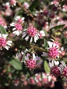 ASTER lateriflorus 'Lady in Black' (SYMPHYOTRICHUM lateriflorus 'Lady in Black'), Aster