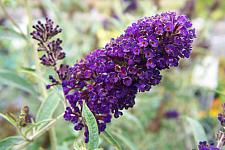 BUDDLEJA davidii var. nanhoensis 'Black Knight', Butterfly Bush or Summer Lilac