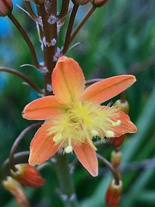 BULBINE frutescens - orange form, Stalked Bulbine (syn. B. caulescens)