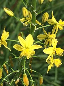 BULBINE frutescens - yellow form, Stalked Bulbine (syn. B. caulescens)