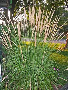 CALAMAGROSTIS x acutiflora 'Karl Foerster', Foerster's Feather Reed Grass
