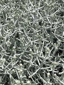 CALOCEPHALUS 'Silver Stone', Cushion Bush