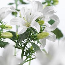 CAMPANULA interspecific Spring Bell 2.0 'White', Bellflower