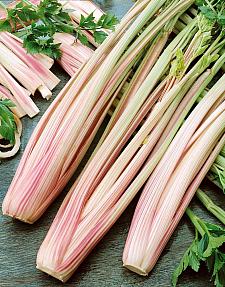 CELERY 'Peppermint Stick', Organic Celery