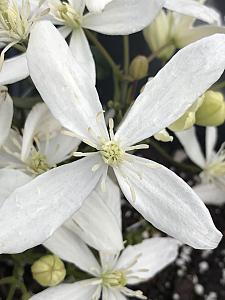 CLEMATIS armandii 'Snowdrift' (syn. 'Snodrift'), Clematis: Evergreen and Early Flowering type