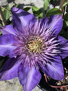 CLEMATIS 'Crystal Fountain' (syn. 'Fairy Blue'), Clematis: Early Large-flowered type