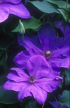CLEMATIS 'Elsa Spath', Clematis: Early Large-flowered type
