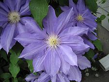 CLEMATIS 'H. F. Young', Clematis: Early Large-flowered type