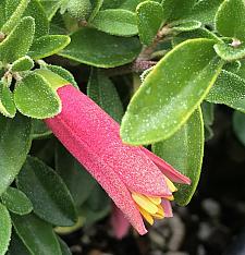 CORREA 'Carmine Bells', Australian Fuchsia