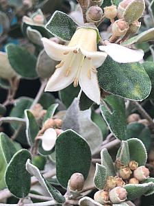 CORREA 'Ivory Bells', Australian Fuchsia