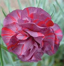 DIANTHUS caryophyllus 'Chomley Farran', Carnation, Clove Pink