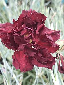 DIANTHUS caryophyllus 'Punch of Spice', Carnation, Clove Pink