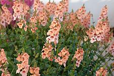 DIASCIA 'Towers of Flowers Apricot', Twinspur
