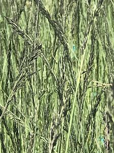 ERAGROSTIS intermedia, Plains Lovegrass