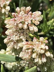 ERIOGONUM fasciculatum 'Warriner Lytle', California Buckwheat