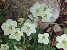 ERODIUM chrysanthum, Alpine Geranium, Heronsbill, Storksbill