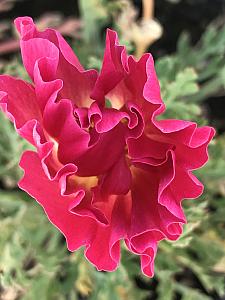 ESCHSCHOLZIA californica 'Cherry Swirl', California Poppy