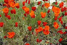ESCHSCHOLZIA californica 'Red Chief', California Poppy